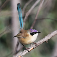 Purple-crowned Fairywren